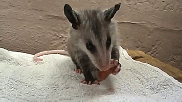 Yummy grape!